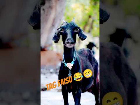 Tag Faisu Name Wali Funny 😂🤣😝 Video || Shahab Khan Vloger || #comedy #funny #viral #shortfeed