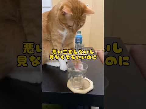 しっかりフラグを回収する猫 #shorts #猫 #cat