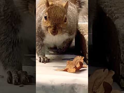 Cute 🥰 Squirrel 🐿️ ♥️😱#shortsvideo #shorts #squirrel #squirreladventures #squirrellover