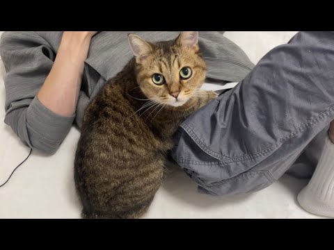 【閲覧注意】人間の体内に入り込む猫