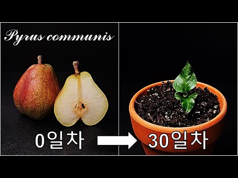 서양배를 키우는 간단한 방법｜씨앗을 발아시켜 배나무 키우기｜나만의 서양배나무 키우기｜유럽 배 씨앗 발아｜How to grow #71 Asian pear