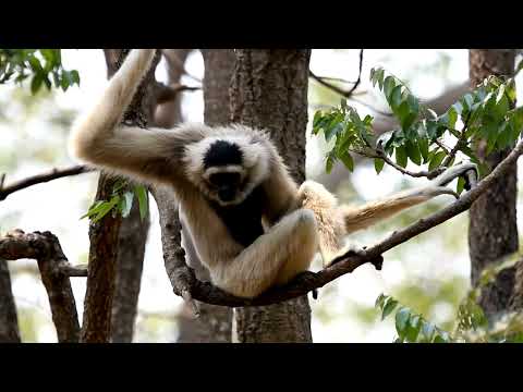 "25 Weird and Fascinating Facts About Gibbons – Nature’s Acrobats!" #facts #mystery #science