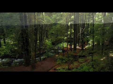 🔴🍀🍀🍀TRADITIONAL CELTIC FOLK MUSIC FOREST DRONE CHILLOUT VIDEO