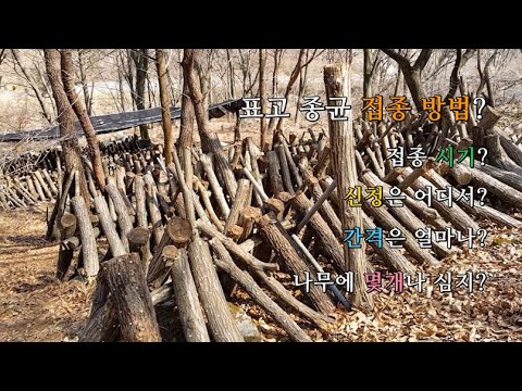 farm story 귀농 귀촌 브이로그 시골일상 : 표고 종균 접종 shiitake fungus inoculation (vlog, country life)