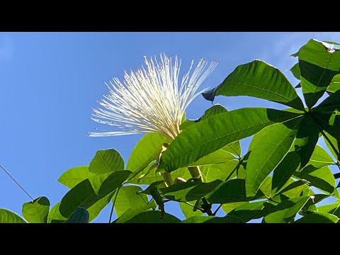 都市庭院 ~ 花草世界 ~ 馬拉巴栗，開花，結果