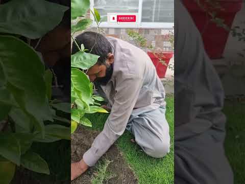 #viral #viralshorts #shorts #Citrus #orangefarming #nature #pakistan