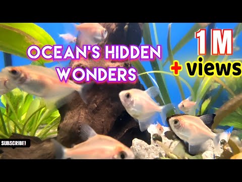 Ocean's Hidden Wonders : Underwater videography | Relaxation video | Ocean's Exploration | Film 🎬