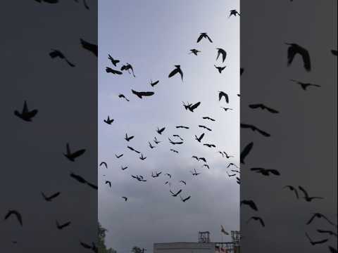 Beautiful Sky with pigeons flying #flyingpigeon #love  #birdslover #trendysong #pigeon #pigeonlove