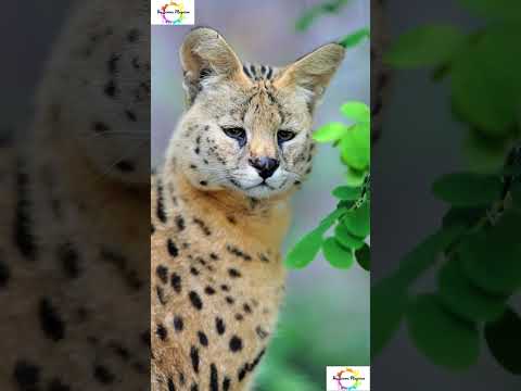 Weird Facts About Serval Cats #shorts #shortsfeed #youtubeshorts #viralnature #facts #weirdanimals