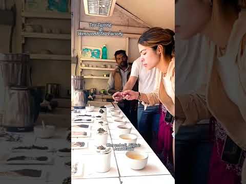 Tea Tasting I Wentworth Tea Factory I Cherambadi I Nilgiris