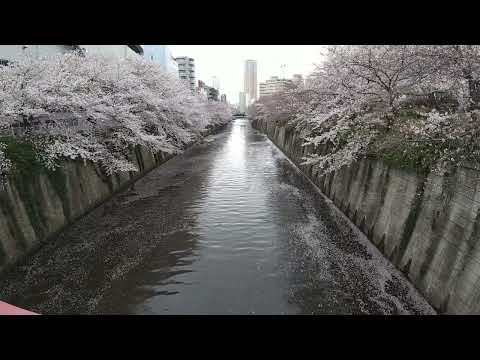 目黒川と桜（Meguro river and cherry blossoms）　2020.3