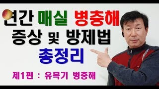 매실 병해충 강의 제3강 - 유목기 매실나무 연간 병충해 증상 및 방제법