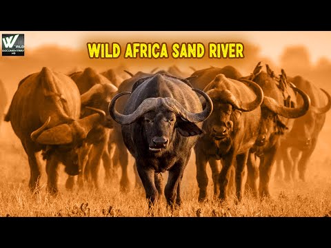 सैंड नदी मै जंगली जानवर कैसे रहते है | Wild Africa Sand River | World Documentary HD