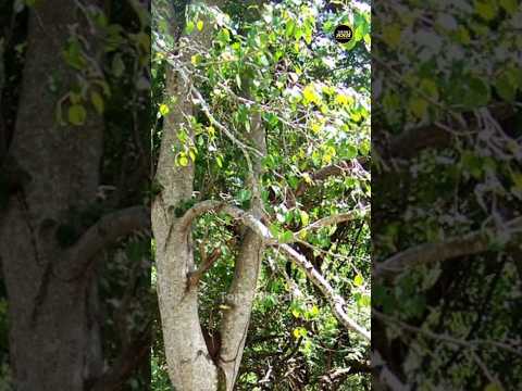 जगातील सर्वात विषारी झाड||Most Poisonous tree in the world...#shorts