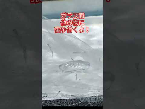 [金魚]　知ってたァ〜　金魚の卵　白い卵は孵化しないよ❣😝#goidfish