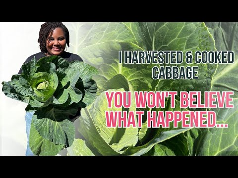 From Garden to Kitchen: Cabbage Harvest & Cook