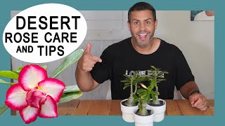 Houseplant Trends 2021: Desert Rose (Adenium Obesum) Crucial Care Tips and More! #DesertRose