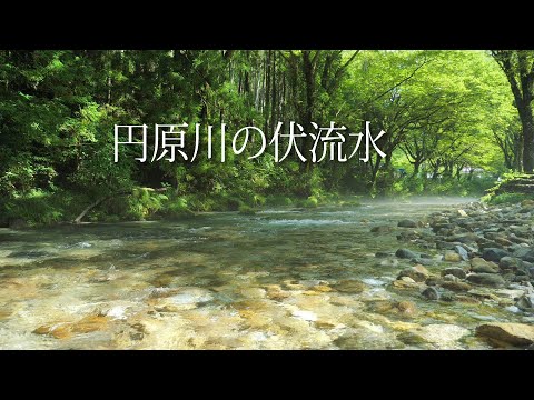 【4K】夏の円原川　せせらぎの音 Relaxing River Sounds