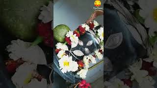 My shiv puja | Amar barir shiv puja #Shorts #shivratri  #pujapawan