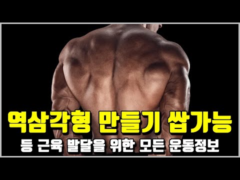 등 운동 정보 총모음집[광배근의 운동 역학, 광배근 자극찾는 방법, 바벨 로우, 시티드 로우, 원 암 덤벨로우]