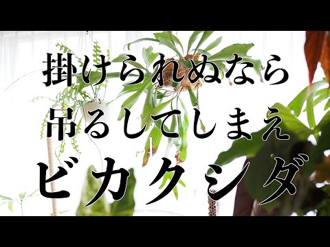 【ビカクシダ置き場所問題】壁掛けNGなら空中へ【苔玉】