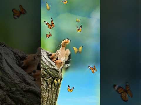 Carpenter bird | Eurasian Hoopoe bird #shorts#viral#viralshorts#cute#nature