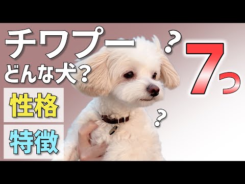 【I❤️チワプー】性格、特徴を７つのポイントで解説☆ミックス犬人気の秘密【＃063】Characteristics of mixed dogs