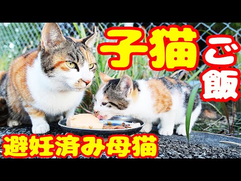 子猫と避妊済みの母猫にご飯をあげたら・・・ さくらねこと子猫への給餌 癒され野良猫動画 感動猫動画