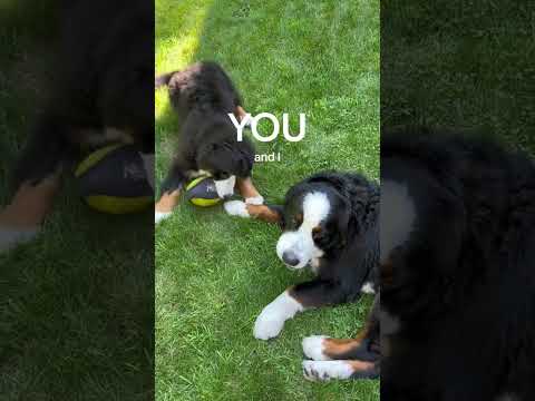 Cruel Summer (Walty's Version) | Bernese Mountain Dog | Funny and Cute Dog Videos