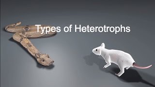 Types of Heterotrophs