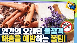 [핫클립] 가정에서 할 수 있는 해충 예방법 / YTN 사이언스