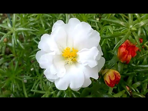 Moss Rose flowers - excellent poor soil colors for FULL sunlight