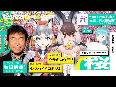 無料オープンキャンパス「シマハイイロギツネ・ウサギコウモリと学ぶ 桜」 講師：和田博幸 先生（日本花の会　特任研究員）【2024/3/28】