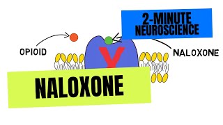 2-Minute Neuroscience: Naloxone (Narcan)