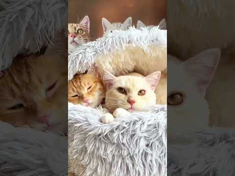 愛が溢れる茶トラ雌猫An orange tabby female cat full of love#可愛い甘えん坊ニャンコカップル会話#cutest cat couple conversation