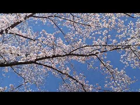 2024年4月10日　阿見町総合運動公園　桜の森