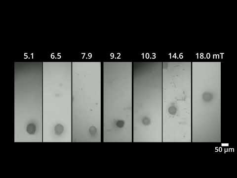 Chinese Medicine Spora Lygodii and Doxorubicin in Bladder Cancer – Video S1 [490652]