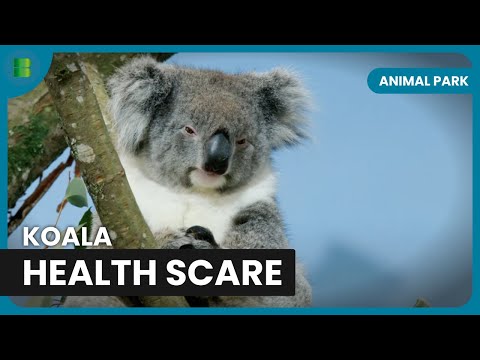 Koalas’ Battle for Survival - Animal Park - Documentary