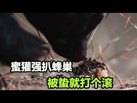 蜜獾扒蜂巢强取蜂蜜，被蛰得全身是包，还是不吃净不罢休