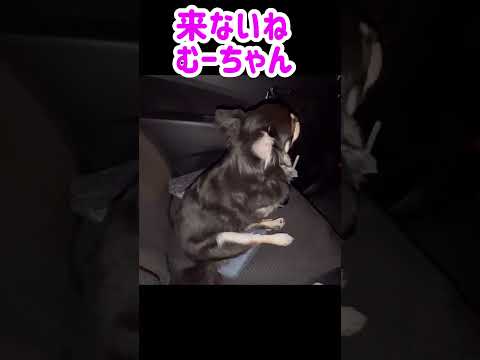 ほのぼの。お兄ちゃんのお迎え。まだかなまだかなー。#shorts #チワワ #dog #funnydogs #癒し #犬のいる生活 #cutedogs #amimals