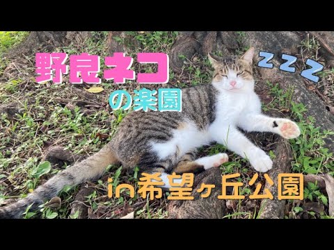 【国際通りから5分】希望ヶ丘公園へ行ってきた！#ノラ散歩 #猫