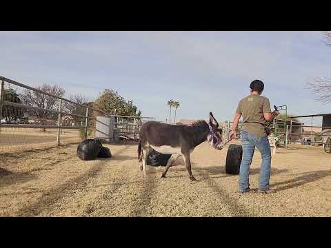 Daffodil walking through trash bag tunnel and investigating the tire #donkeytraining #minidonkey