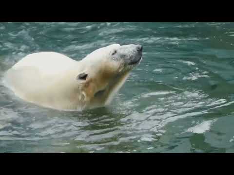 Why Polar Bears Love To Swim/Animals Swimming In The Pool/Arctic