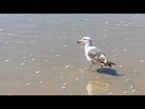 ある日の海。波の音をどうぞ。