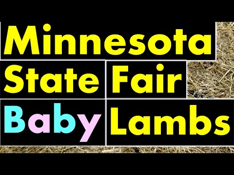 Minnesota  State Fair Baby Lambs