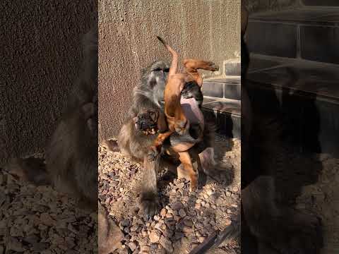 A Baboon rollercoaster for this Pup! 🐶🐒