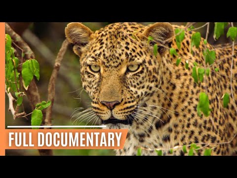 Life in the Serengeti: The Leopardess - Queen of the Savanna | Full Documentary