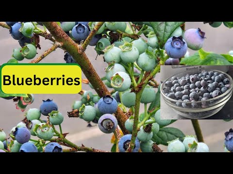 Blueberries