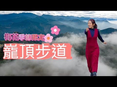 阿里山輕鬆到秘境『巃頂步道』帶朋友去不翻車的景點