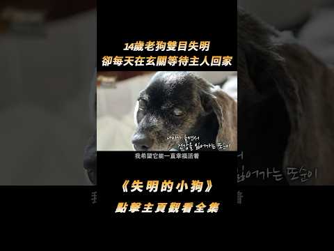 14歲老狗雙目失明，卻每天在玄關等待主人回家，訓犬師差點淚崩#shorts